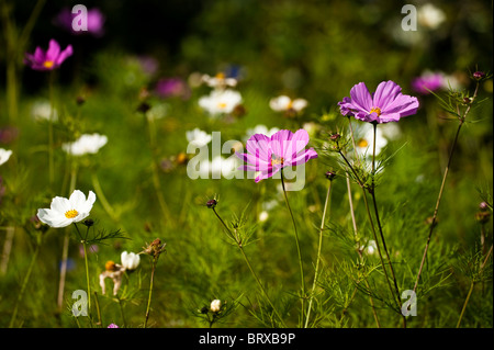 Gemischte Cosmos Bipinnatus in voller Blüte Stockfoto