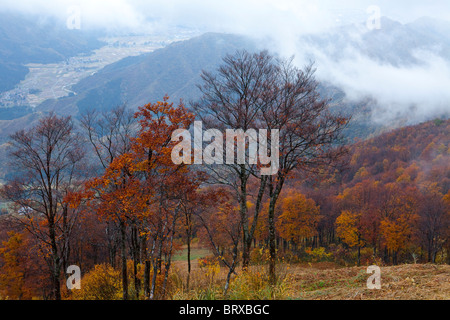 Bäume in der Einfassung Hakkaisan im Herbst Stockfoto