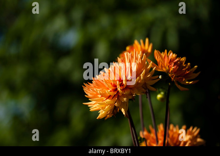 Dahlie 'Hamari Gold' in voller Blüte Stockfoto