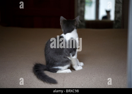 Eine Kätzchen sieht sich in einem Spiegel in Mexiko-Stadt, 25. November 2009. Stockfoto