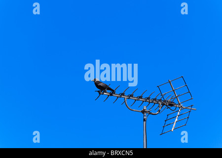 Dohle 'Corvus Monedula"auf einem Fernseher Antenne gegen eine starke blaue Himmel Stockfoto