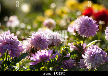 Lila farbigen Dahlien blühen bei The Eden Project in Cornwall, Vereinigtes Königreich Stockfoto