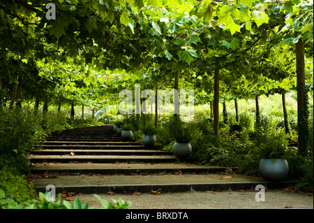 Allee der London Flugzeuge, Platanus X acerfolia bei The Eden Project in Cornwall Stockfoto