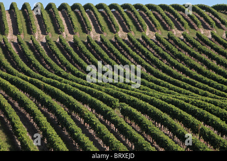 COGNAC-WEINBERG, WEINGUT IN FAMILIENBESITZ FRAPIN BEFINDET SICH IN LIGNIERES SONNEVILLE, GRANDE CHAMPAGNE, FRANKREICH, CHARENTE (16) Stockfoto