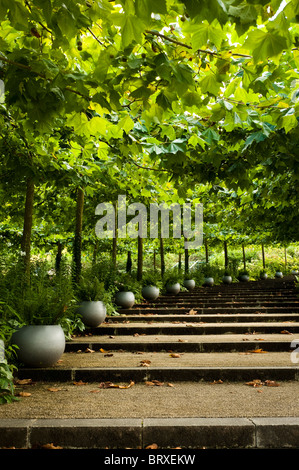 Allee der London Flugzeuge, Platanus X acerfolia bei The Eden Project in Cornwall Stockfoto