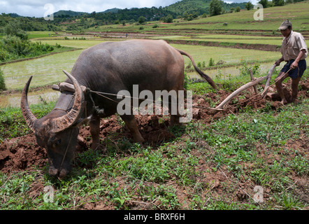 Bauer sein Feld mit Buffalo Pflügen. Shan Hills. Myanmar Stockfoto