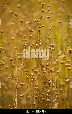 Lein, Linum usitatissimum Stockfoto