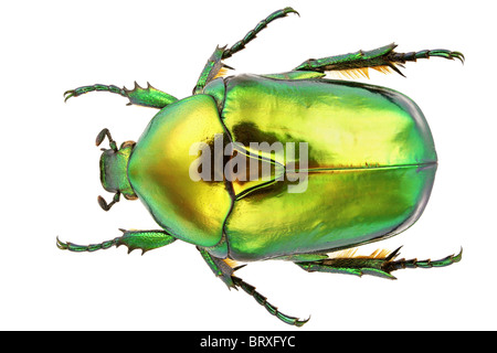 Blume Käfer isoliert auf weißem Hintergrund. Stockfoto