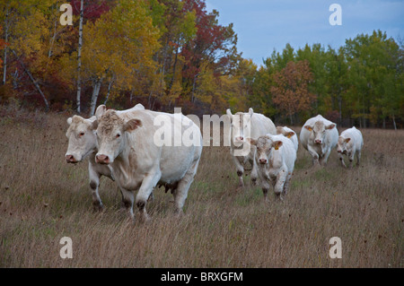 Eine Herde von Charolais-Rindern auf Manitoulin Island Stockfoto