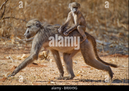 Chacma baboon oder Cape baboon (papio ursinus), mit jungen, Mahango Game Reserve, Namibia, Afrika Stockfoto
