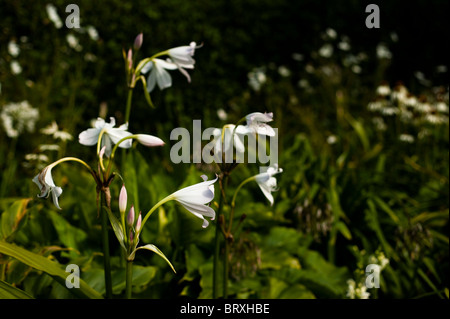 White Powell Lily, Crinum X powellii "Album" Stockfoto