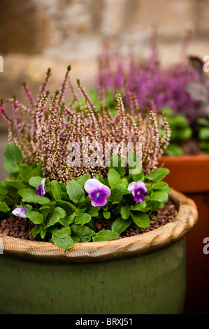 Viola F1 "Sorbet Blueberry Cream" und Calluna Vulgaris 'Bud Bloomers"wächst in einer Keramik Blumentopf Stockfoto