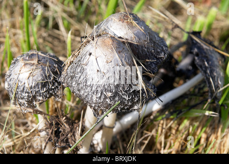 Es gibt Fliegenpilze im Feld Stockfoto