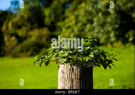 Brennnessel, Urtica Dioica, wächst aus einem Holzzaun-post Stockfoto