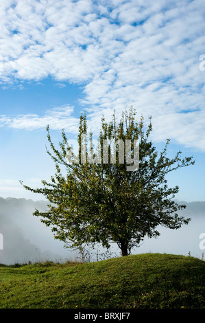 Einsamer Baum entlang der Cotswold Weg bei Coaley Peak, England, Vereinigtes Königreich Stockfoto