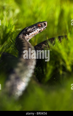 Vipera Berus, die europäischen Kreuzotter oder gemeinsamen europäischen Viper. Stockfoto