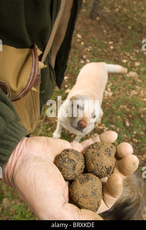 Trüffelsuche in Frankreich. Mann mit Trüffel, die nur in der Nähe von Avignon mit Trüffelhund im Hintergrund gefunden wurden. Stockfoto