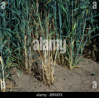 Schwarzbeinigkeit (Gaeumannomyces Graminis) erkrankten Weizenpflanzen, Montana Stockfoto