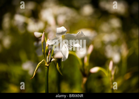 White Powell Lily, Crinum X powellii "Album" Stockfoto