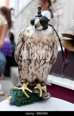 Peregrine Hawk räuberischen Vogels Tierwelt Raptor jagen Falken Vögel Buteo reißenden Flug räuberische Predator falconer Stockfoto