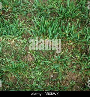 Gemischte breitblättrigen Unkraut Sämlinge und einige Gräser in einer jungen Weizenernte Stockfoto