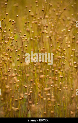 Lein, Linum usitatissimum Stockfoto