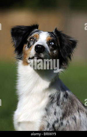 Australian Shepherd (Canis Lupus Familiaris), Portrait. Stockfoto