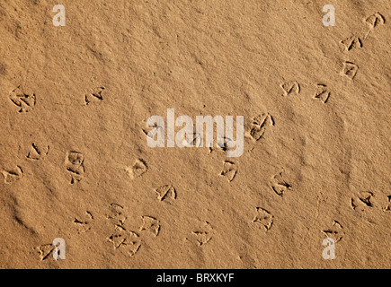 Möwe-Spuren am Strandsand Stockfoto