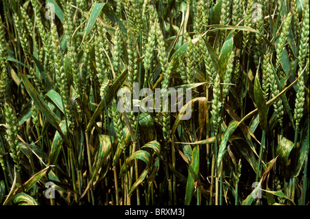 Septoria-Blattfleck (Zymoseptoria tritici) Läsionen auf Weizenflagelllättern Stockfoto