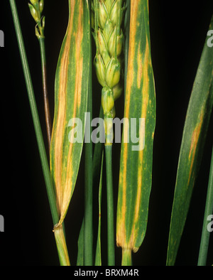 Weizen-Blatt-Streifen (Cephalosporium Gramineum) auf Weizen Flagleaves, USA Stockfoto