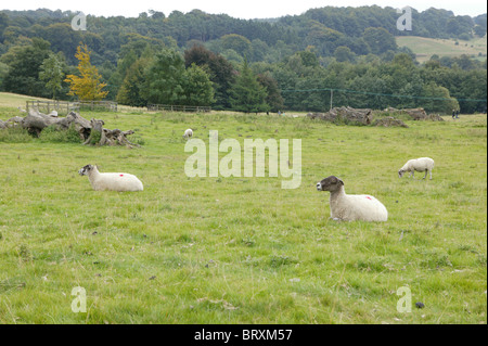 Schafe auf einem Feld am Yorkshire Sculpture Park, West Bretton, West Yorkshire, Großbritannien Stockfoto