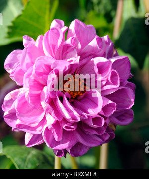 Dahlie Paris dunkel rosa Blüten zusammengesetzte Nachbarpflanzen Blütenstand Stockfoto