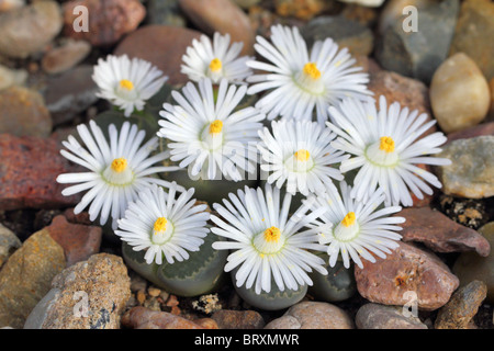 Stein zu lebendigen Steinen Pflanzen Lithops Helmutii weiße Blüte Stockfoto