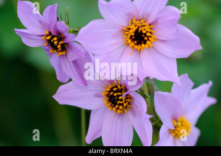 Dahlia Merckii rosa-lila lila Einzelblüten Arten verschiedene Art Blume Blüte Blüte Stockfoto