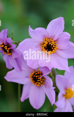 Dahlia Merckii rosa-lila lila Einzelblüten Arten verschiedene Art Blume Blüte Blüte Stockfoto