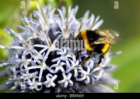 echinops ritro, Globus Distel, krautige mehrjährige Stachel Biene Fütterung bestäubenden blauen Blüten Blüte Blüte Stockfoto