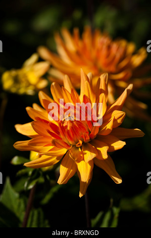 Dahlie 'Hamari Gold' in voller Blüte Stockfoto