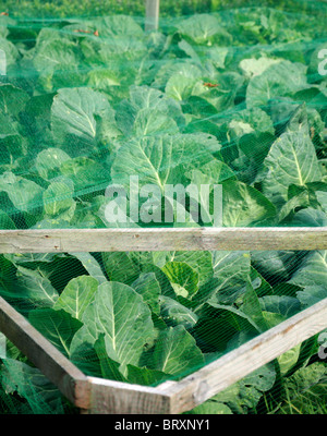 große Reife Kohl bedeckt mit grünen Netzgewebe hergestellt als Schutz vor Schädlingen wie Tauben und Schmetterlinge Stockfoto