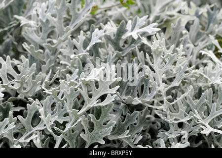Senecio Aschenpflanze Aschenpflanze Maritima Silber Staub mediterranen mehrjährig kultiviert als eine jährliche Silber Filz-wie Blätter Stockfoto