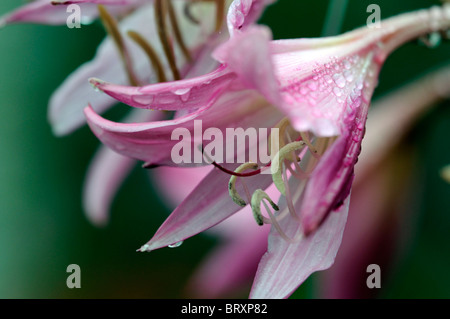 Crinum X powellii Roseum Lilie rosa Blüte Blüte zart Spätsommer Blumenzwiebel mehrjährige Stockfoto