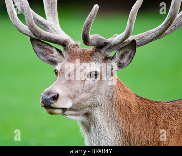 Eine Nahaufnahme von einem Rothirsch Hirsch - Cervus Elaphus Stockfoto