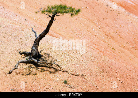 Ein kämpfen Baum wächst im Bryce Canyon, Utah Stockfoto