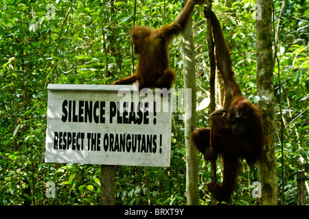Orang-Utans auf Schild, Borneo, Indonesien Stockfoto