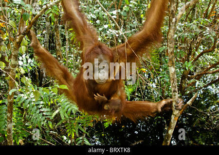 Orang Utan mit Baby hängen von Ast, Borneo, Indonesien Stockfoto