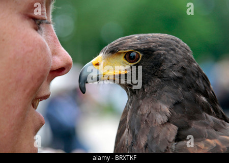 HARRIS HAWK, FALKNEREI, VÖGEL, BEUTE ZEIGEN Stockfoto