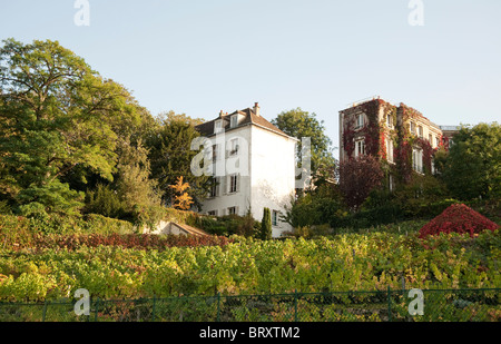 Weinberg in Montmartre, Paris, Frankreich Stockfoto