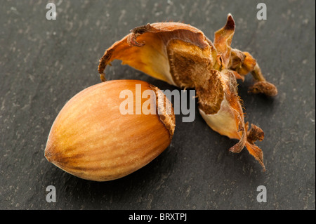 Mutter auf einen Korkenzieher oder verzerrte Hasel, Corylus Avellana 'Contorta' (Harry Lauder Walkingstick) wachsen Stockfoto