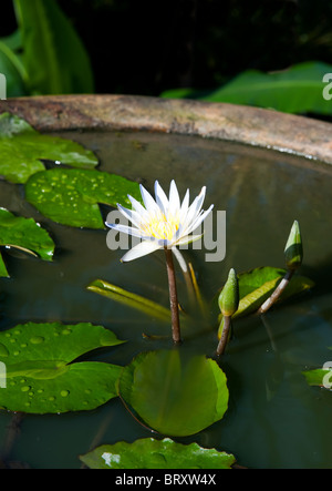 Seerosen im Teich, Bali, Indonesien Stockfoto