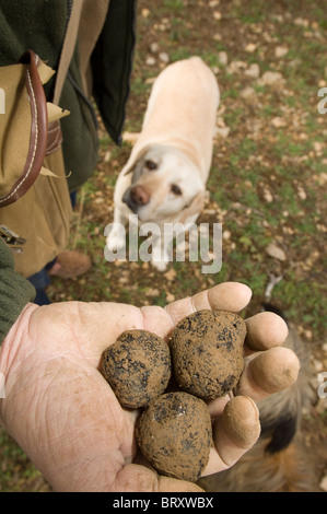 Trüffelsuche in Frankreich. Mann mit Trüffel, die nur in der Nähe von Avignon mit Trüffelhund im Hintergrund gefunden wurden. Stockfoto