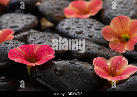 Frische Blumen auf nassen Spa Felsen angeordnet Stockfoto